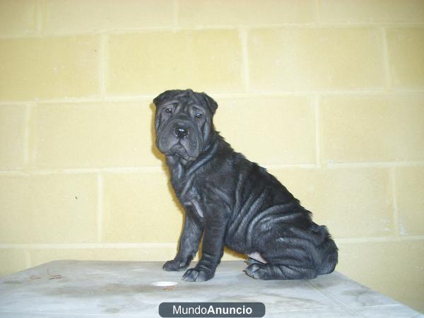 ULTIMA CACHORRITA SHARPEI, MINIATURA