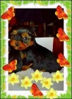 yorkshire terrier camadita toy - mejor precio | unprecio.es