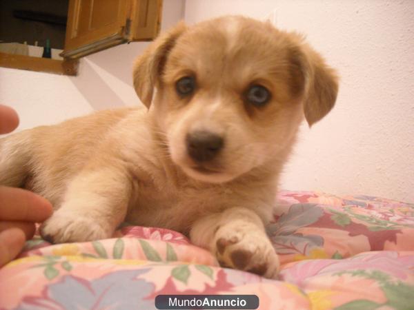 Ultimo cachorrito raza pequeña ideal como regalo