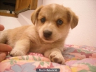 Ultimo cachorrito raza pequeña ideal como regalo - mejor precio | unprecio.es