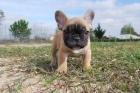 Cachorros de bulldog frances fawn:machos y hembras con 45 dias - mejor precio | unprecio.es