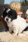 cachorros de perro de agua español - mejor precio | unprecio.es