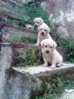 cachorros LABRADOR RETRIEVER con PEDIGREE - mejor precio | unprecio.es