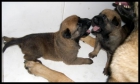 CACHORROS MALINOIS DE CALIDAD. - mejor precio | unprecio.es
