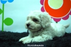 CAMADA DE BICHON MALTES, VEN A VERLOS PERSONALMENTE - mejor precio | unprecio.es