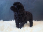 Excelentes cachorros Caniche Enano color apricot y negro - mejor precio | unprecio.es