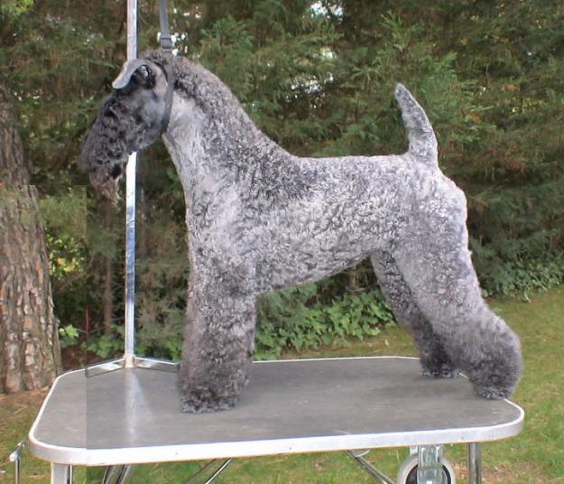 Kerry Blue terrier