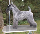 Kerry Blue terrier - mejor precio | unprecio.es