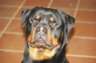 Rottweiler para montas - mejor precio | unprecio.es