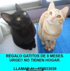 REGALO DOS GATITOS MUY CARIÑOSOS - mejor precio | unprecio.es