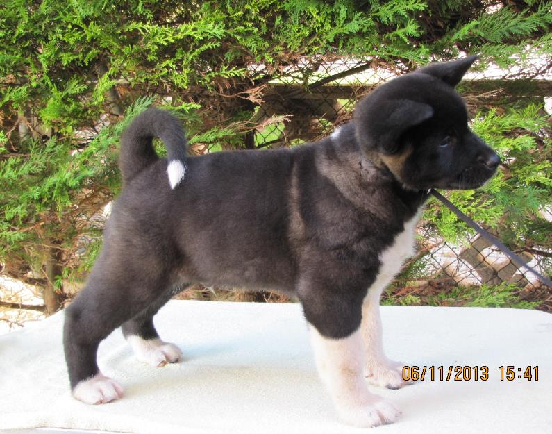 Akitas Americanos  Show