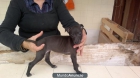 BOMBOLIA PICCOLOS - mejor precio | unprecio.es