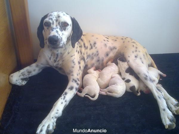 cachorros breton dalmata alicante caza 20 €