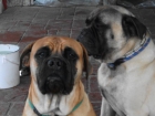 camada bullmastiff - mejor precio | unprecio.es