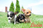 Chihuahua, unicos y economicos - mejor precio | unprecio.es