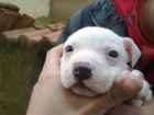 pitbull blanco cachorro se vende - mejor precio | unprecio.es