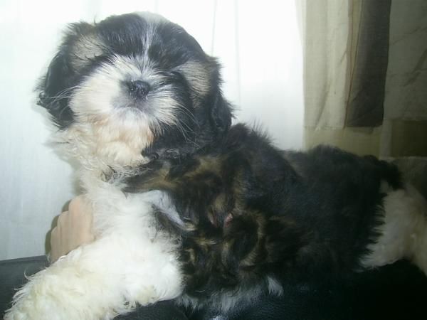 Preciosa camada de shih tzu