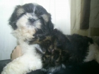 Preciosa camada de shih tzu - mejor precio | unprecio.es