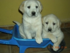 PRECIOSOS CACHORROS DE LABRADOR - mejor precio | unprecio.es