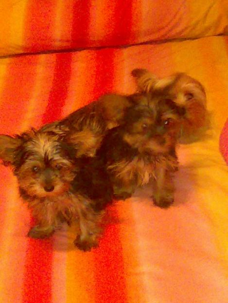 vendo 2 yorshyre terrier toys
