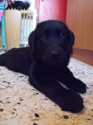vendo cachorro labrador - mejor precio | unprecio.es