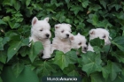 West Highland conocido como Westy cachorros - mejor precio | unprecio.es