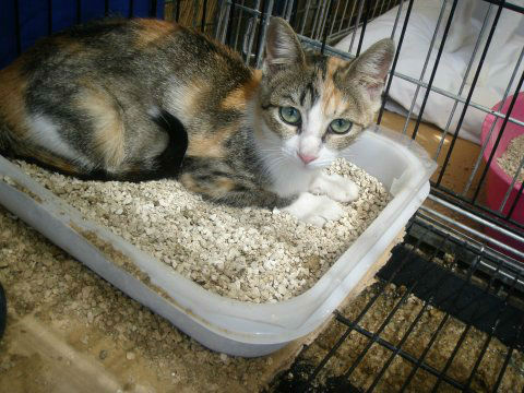 gatita tricolor en adopción