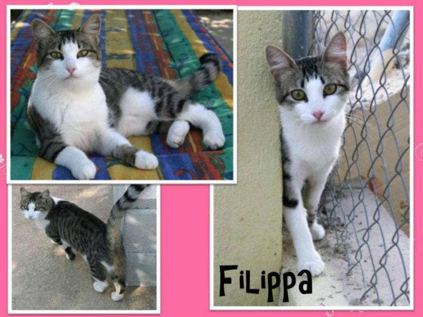 Filippa, gata en adopción, es + a leucémia y es cariñosísisma