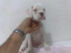 boxer cachorros blancos - mejor precio | unprecio.es