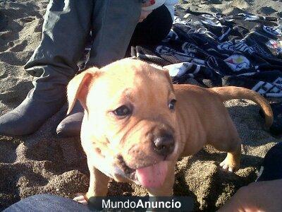 cachorros american staffordshire terrier