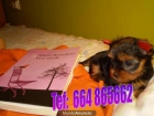 Cachorros Yorkshire, machos desde 350 eurors - mejor precio | unprecio.es