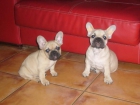 camada de bulldog frances - mejor precio | unprecio.es