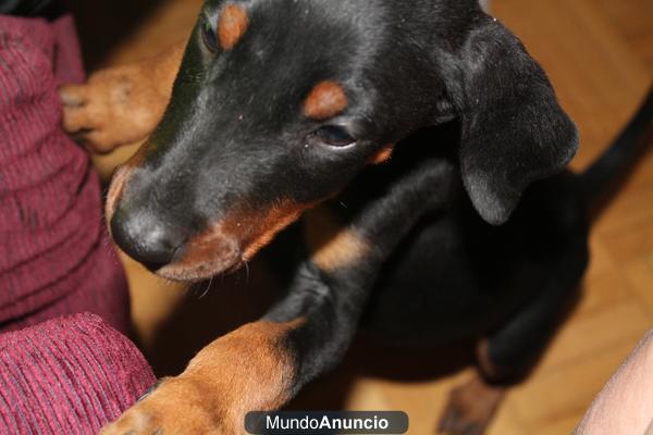 Excelente cachorra de doberman 200€