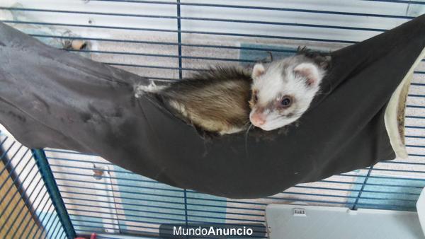 Hurona + jaula