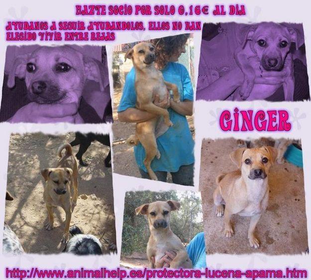 perra cachorra tamaño pequeño-mediano en adopcion