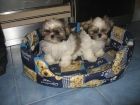 PRECIOSOS SHIH TZU MUY JUGUETONES Y CARIÑOSOS ZARAGOZA - mejor precio | unprecio.es