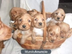 Regalo Cachorritos de Cocker.S. - mejor precio | unprecio.es