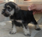 schnauzer mini sal y pimienta 320 euros - mejor precio | unprecio.es