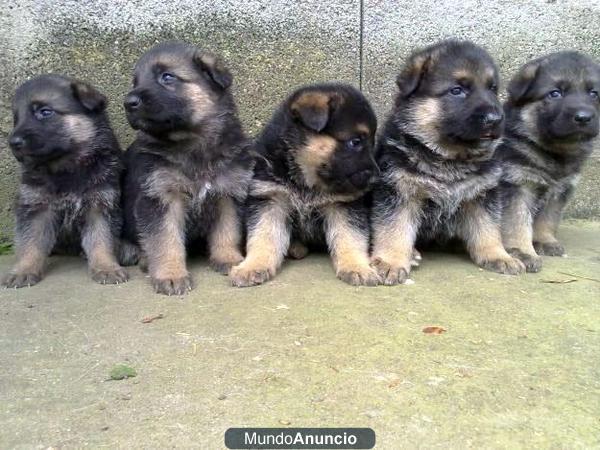 VENDO CACHORROS DE PASTOR ALEMAN ( DE RAZA ) ECONOMICOS EN LLORET DE MAR ( GIRONA )