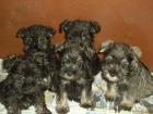 Vendo Schnauzer mini - mejor precio | unprecio.es