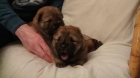 Vendo una hembra chow chow marron - mejor precio | unprecio.es