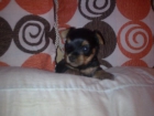 yorkshire terrier - mejor precio | unprecio.es