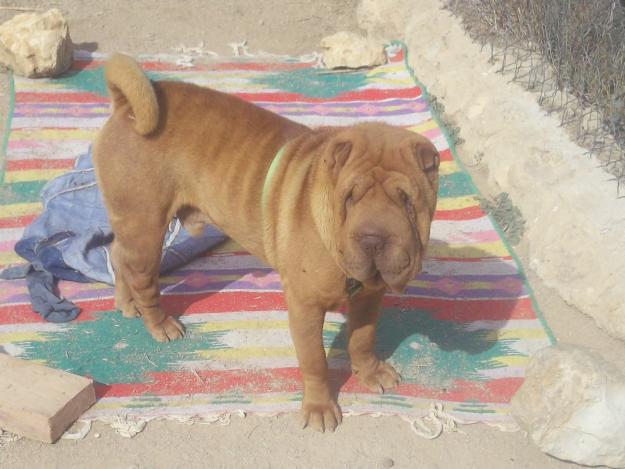 Sharpei grande en adopción