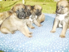 ¡se regalan cachorros! - mejor precio | unprecio.es