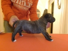 Cachorros Bullterrier Miniatura con Pedigri - mejor precio | unprecio.es