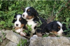 Cachorros de raza pura, dulce de montaña de Bernese ya están listos para un hogar lleno de - mejor precio | unprecio.es