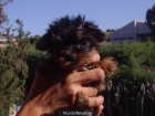 Entrega de cachorros  de York shire terrier - mejor precio | unprecio.es