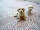GOLDEN RETRIEVER CACHORROS - mejor precio | unprecio.es