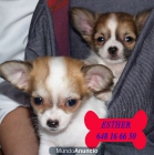 Impresionantes Chihuahua, ¡el cachorro que buscabas - mejor precio | unprecio.es