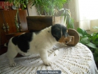 jack russell - mejor precio | unprecio.es